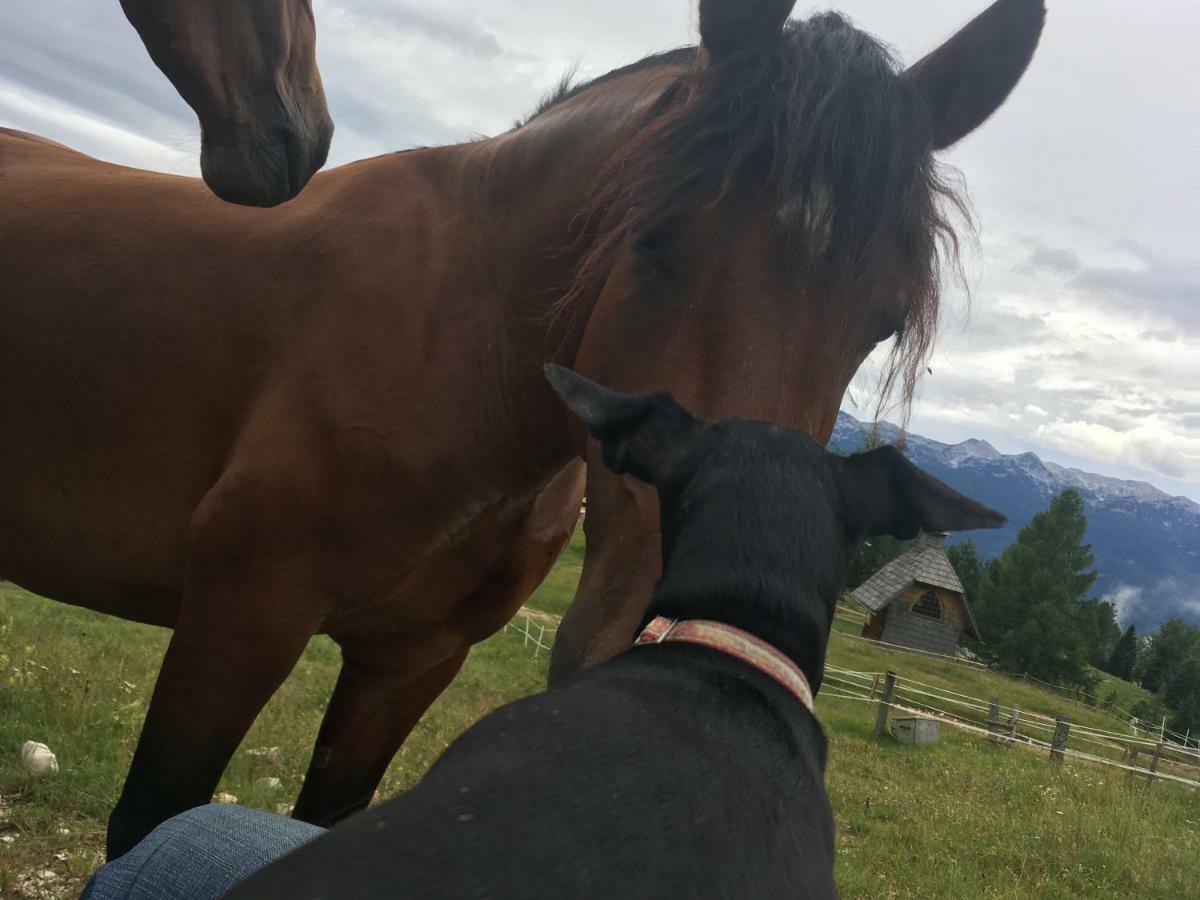 Ucni Ranc, Bohinj Leilighet Eksteriør bilde